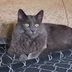Peppie